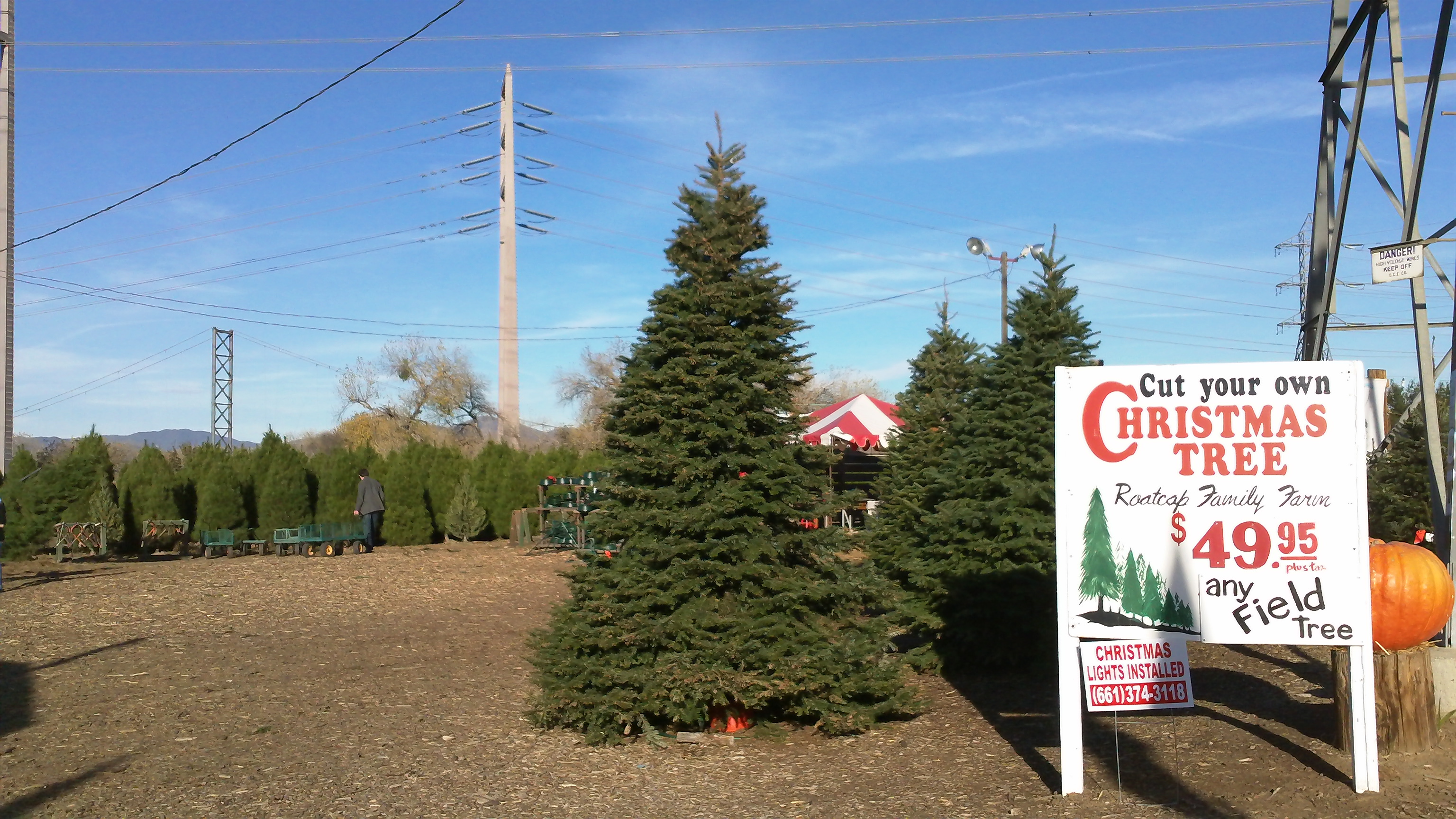 Killing Trees, chopping down your on Christmas Tree in Los Angeles