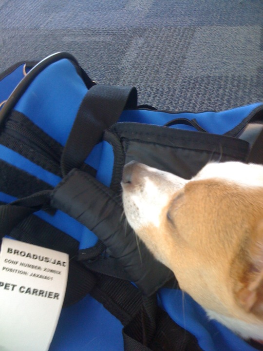 vagabond travel gear pet carrier