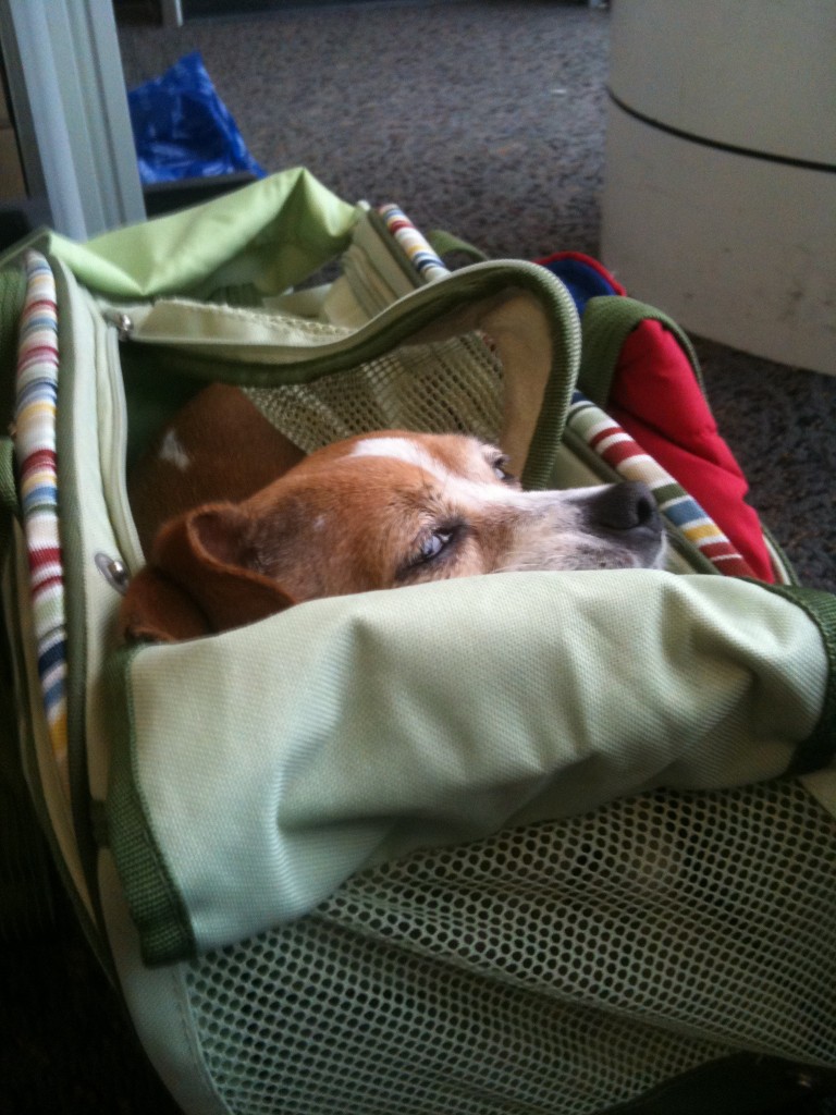 The 5 Obstacles Of Pet Travel By Plane Vagabond3