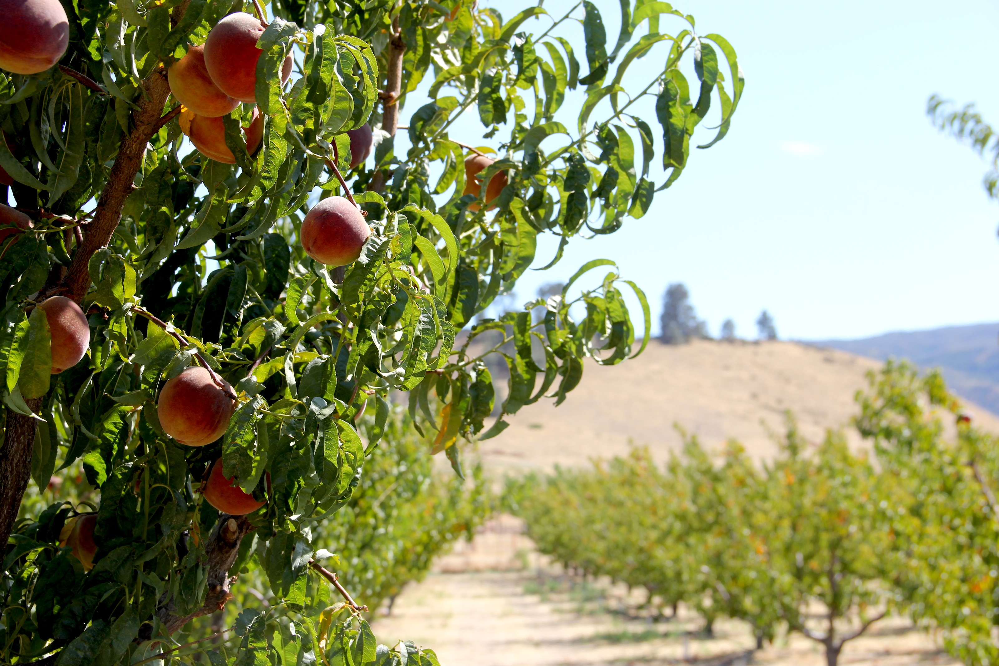 Peach Pickin Vagabond3