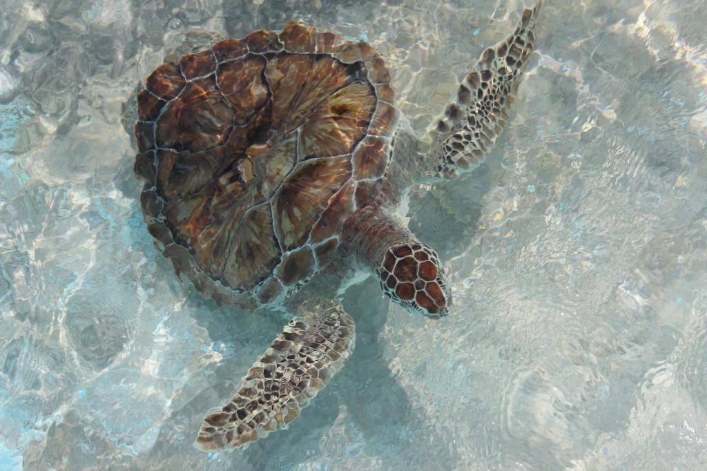 Ecotourism on Isla Mujeres: Tortugranja (Turtle Farm)