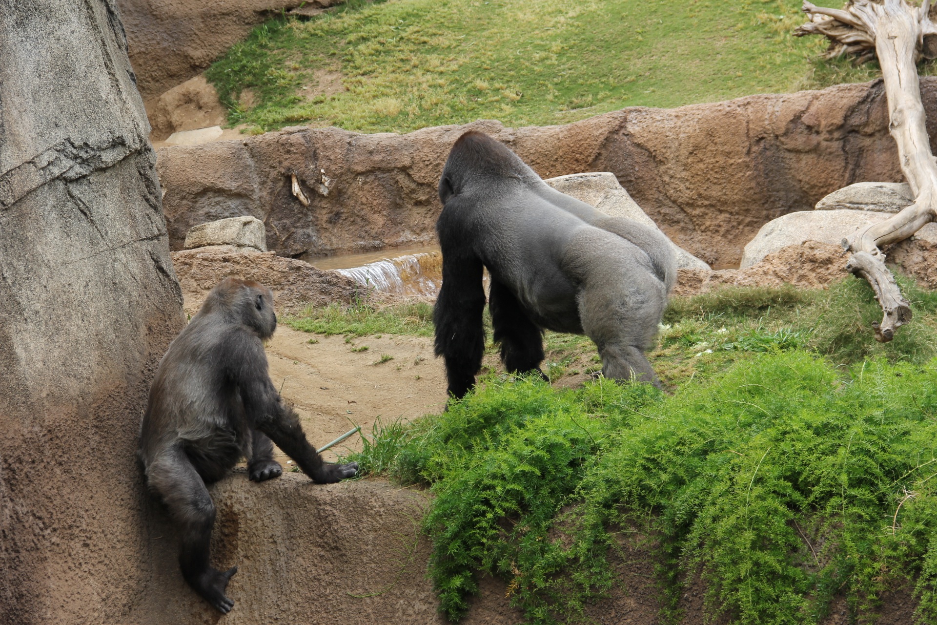 How about going to the zoo. Гориллы в зоопарке Киото. Горилла в Московском зоопарке. 4ари2а парк. Горилла в парке Дубая.