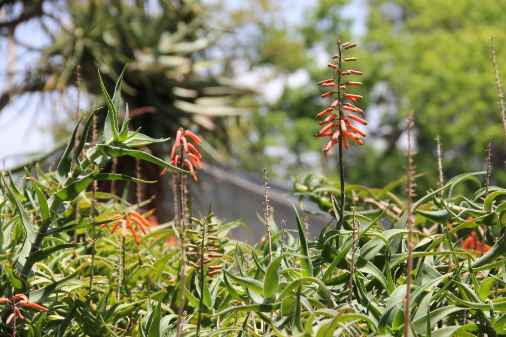 Huntington Gardens, Pasadena California