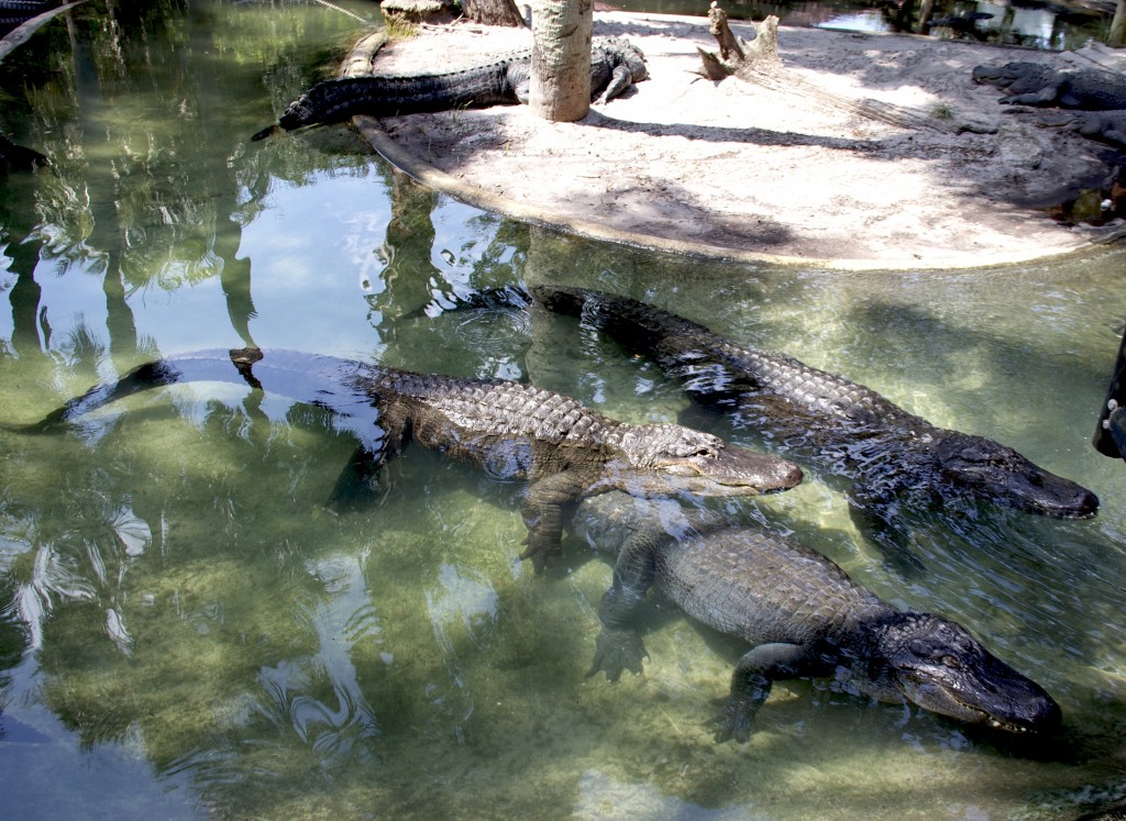 Pictures of Alligators St Augustine