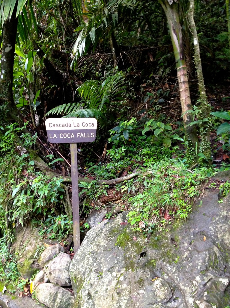 Puerto Rico Rainforest Waterfalls