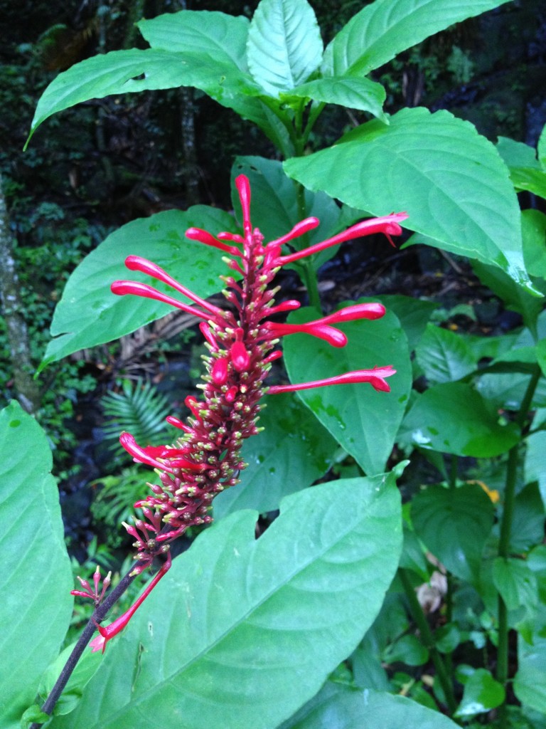 El Yunque Puerto Rico Rainforest