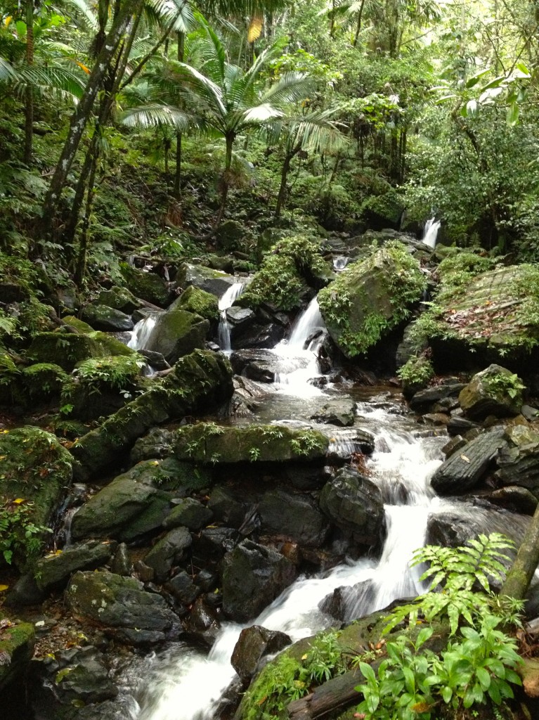 El Yunque Rainforest