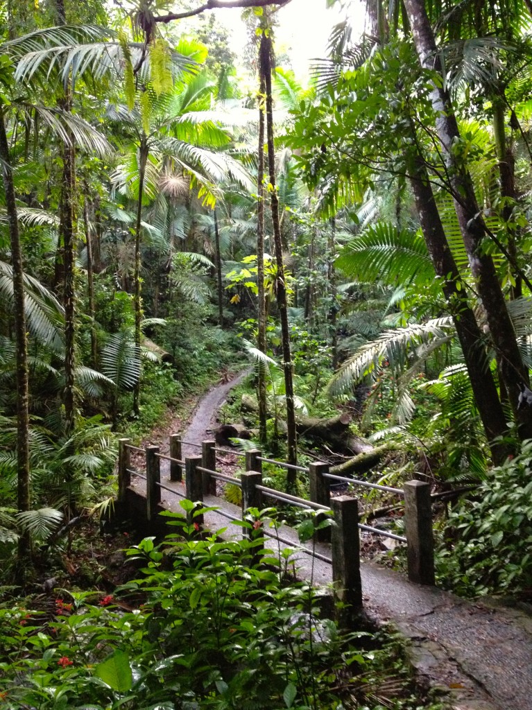 Puerto Rico Rainforest