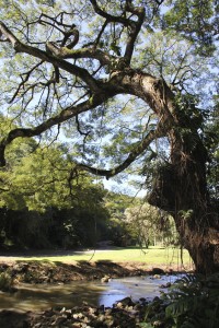 waimea falls oahu