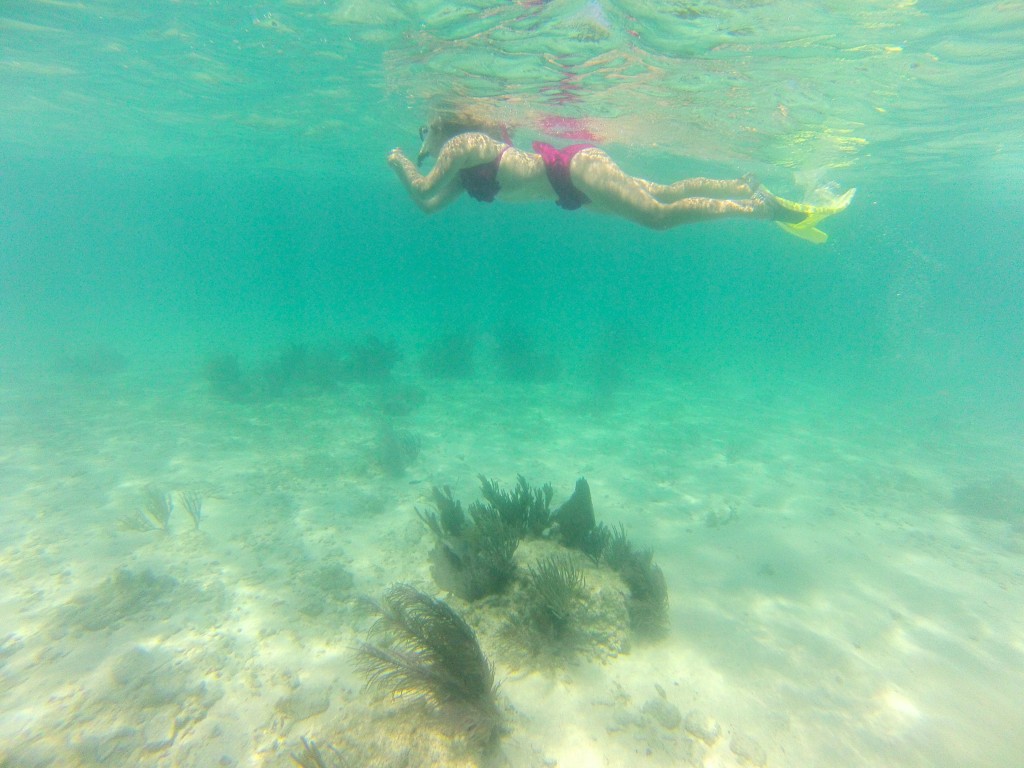 snorkeling at dry tortugas national park