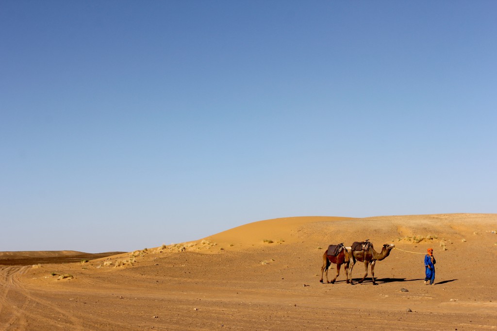 camels in sahara desert, morocco