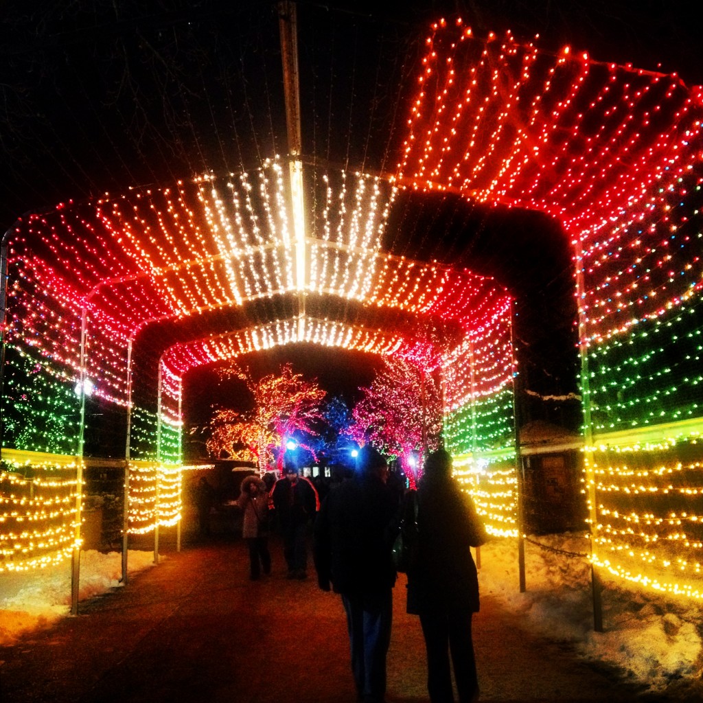 night of lights lincoln park zoo