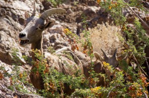 Horned Sheep - Black Cayon Nevada