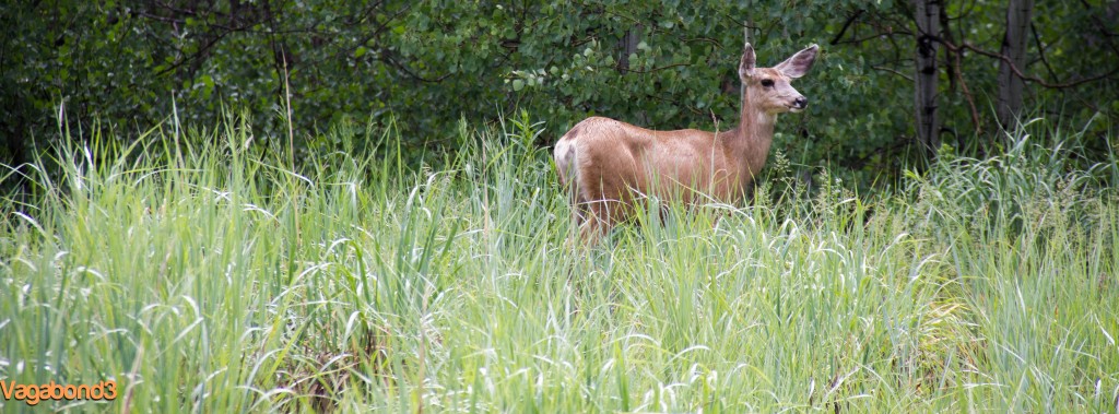 deer in the grass - vagabond3