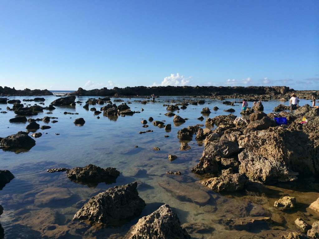 sharks cove oahu snorkeling