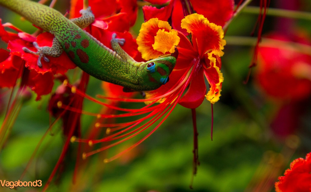 Lizard in Flower Licking - V3