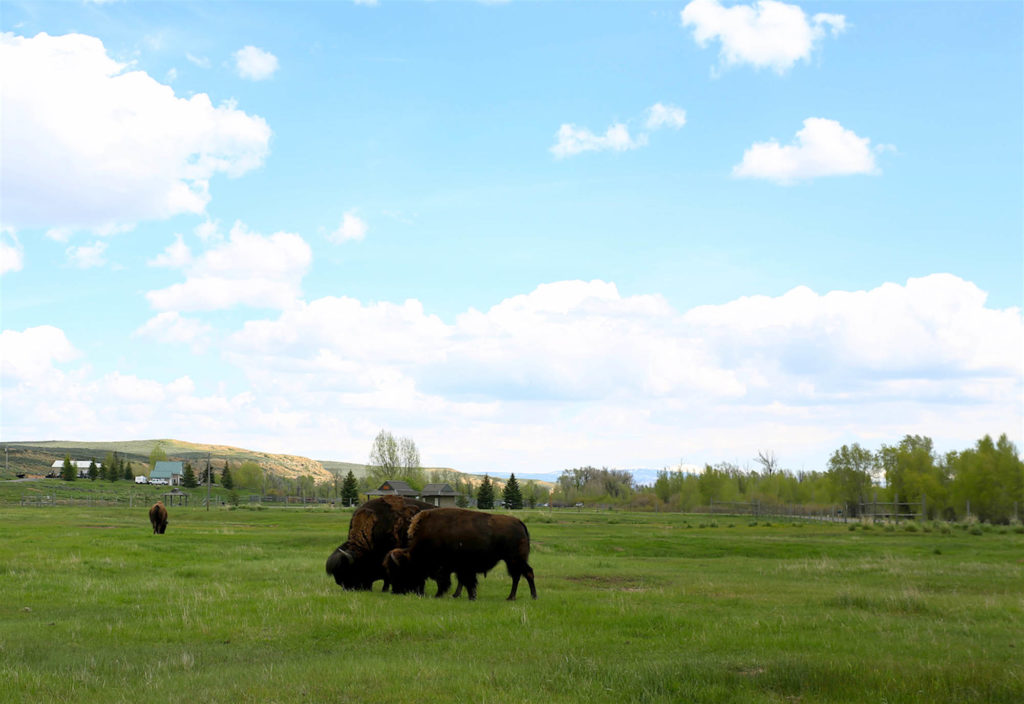 Bison in Wyoming state park